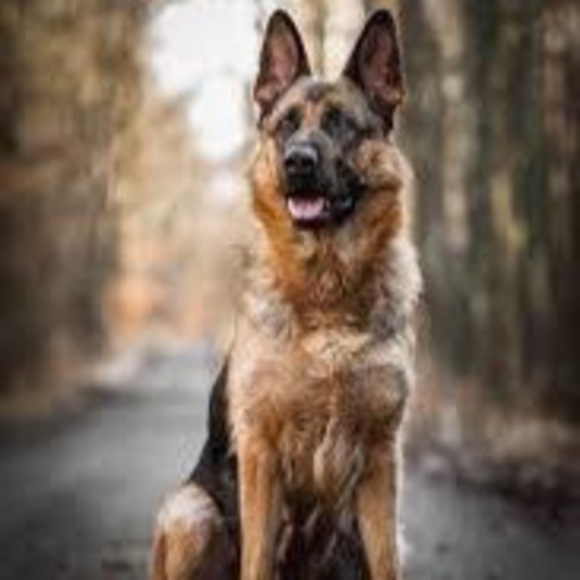 Meet your Posher, Sabrina - Picture 1 of 1